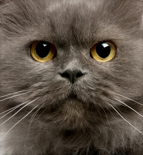 Close up of grey cats face — Stock Photo, Image