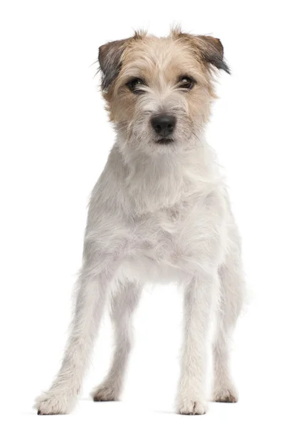 Parson Russell Terrier, 1 year old, standing in front of white background — Stock Photo, Image