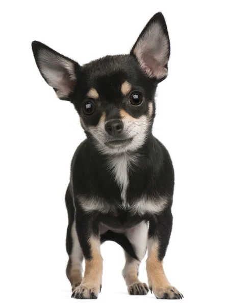 Chihuahua cachorro, 6 meses, de pie delante de fondo blanco — Foto de Stock