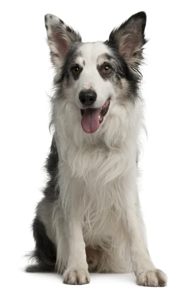 Border Collie, 6 years old, sitting in front of white background — Stock Photo, Image