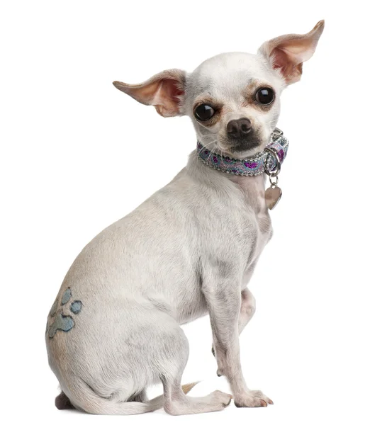 Chihuahua, 1 año, con tatuaje y collar, sentado delante de fondo blanco — Foto de Stock