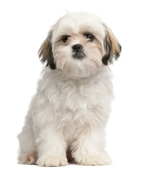 Shih tzu puppy, 6 maanden oud, zit op witte achtergrond — Stockfoto