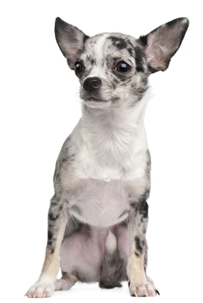 Chihuahua, 10 miesięcy, siedząc z przodu białe tło — Zdjęcie stockowe
