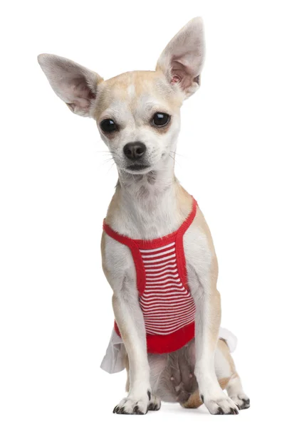 Chihuahua, 10 meses, vestido com camisa listrada vermelha e branca, sentado na frente do fundo branco — Fotografia de Stock