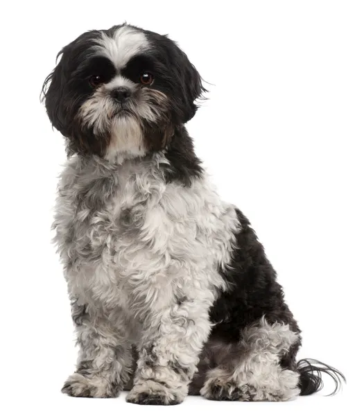Shih Tzu, 2 years old, sitting in front of white background — Stock Photo, Image