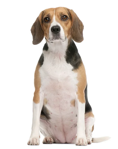 Beagle, 2 yıl yaşlı, önünde oturan arka plan beyaz. — Stok fotoğraf