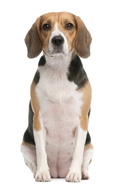 Beagle, 2 roky starý, sedí v přední části bílé pozadí — Stock fotografie