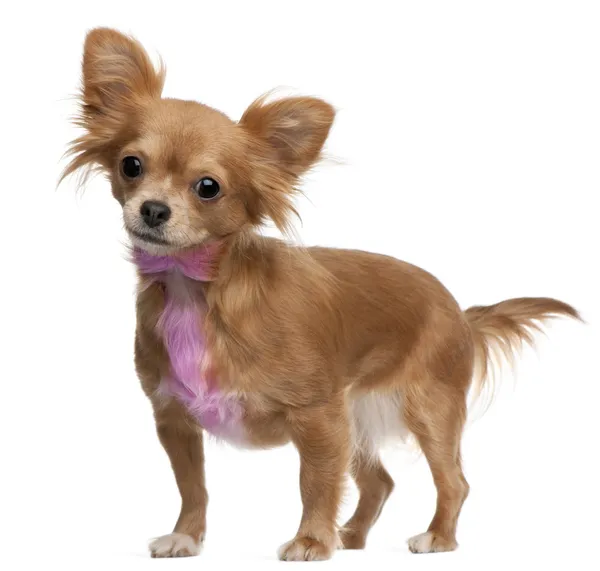 Chihuahua com pele de laço rosa, 18 meses, de pé em frente ao fundo branco — Fotografia de Stock