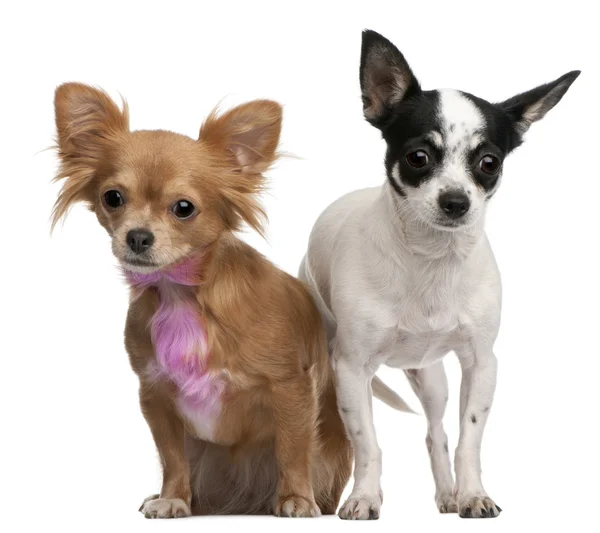 Chihuahuas, one with pink bow-tie fur, 18 months old, and 4 years old, in front of white background — Stock Photo, Image