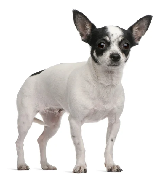 Chihuahua, 4 år gammal, står framför vit bakgrund — Stockfoto