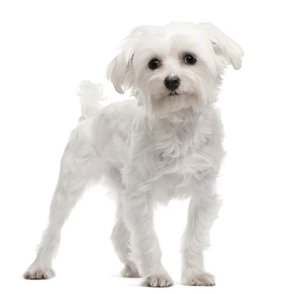 Maltese, 1 year old, standing in front of white background — Stock Photo, Image