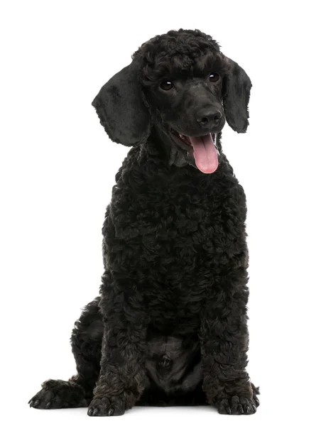 Poodle puppy, 6 months old, sitting in front of white background — Stock Photo, Image