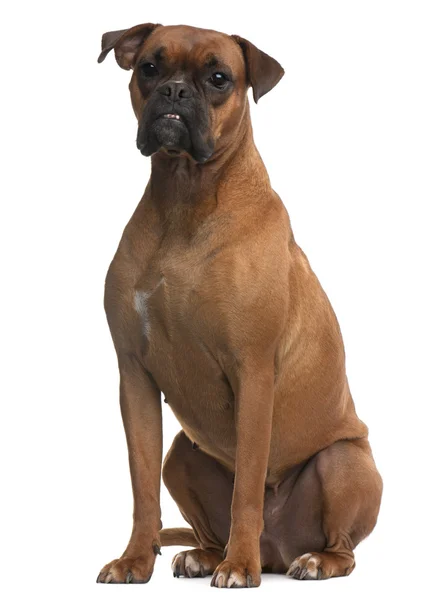 Boxer, 4 years old, sitting in front of white background — Stock Photo, Image