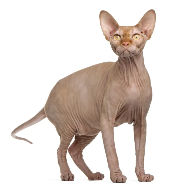 Sphynx cat, 8 months old, standing in front of white background — Stock Photo, Image