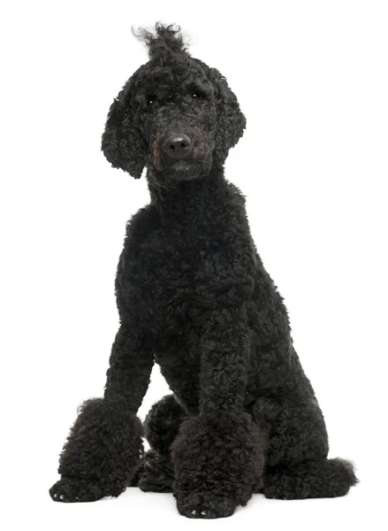 Royal Poodle, 1 año de edad, sentado frente al fondo blanco — Foto de Stock