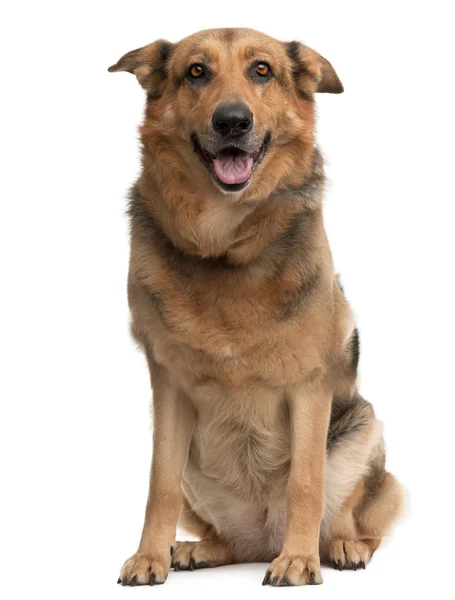 Krzyż rasy psa, 1 rok stary siedząc w tle — Zdjęcie stockowe