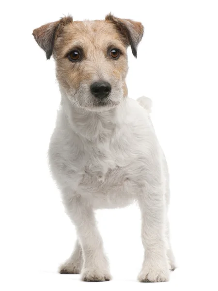 Jack Russell terrier, 4 yıl yaşlı, beyaz arka plan duran — Stok fotoğraf
