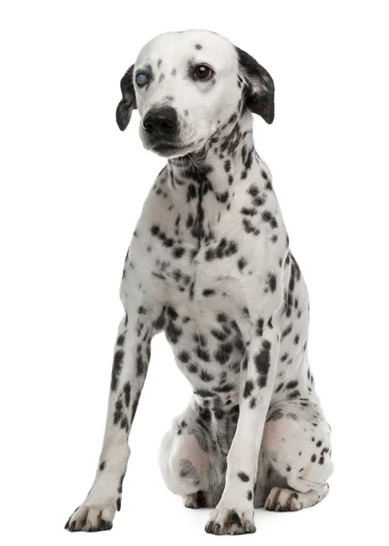 One-eyed Dalmation, 10 years old, sitting in front of white background — стокове фото
