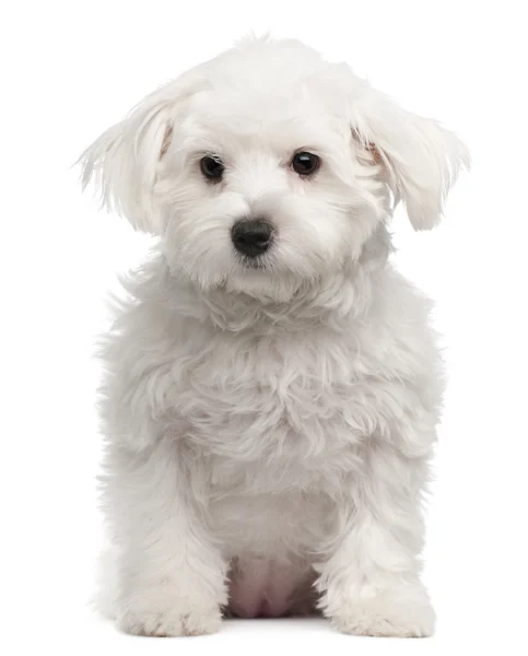 Maltese, 7 months old, sitting in front of white background — Stock Photo, Image