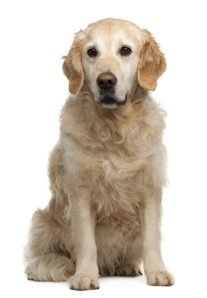 Golden Retriever, 6 years old, sitting in front of white background — стокове фото
