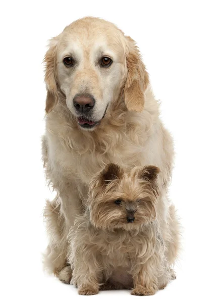Golden Retriever, 6 years old, and Yorkshire Terrier, 12 years old, sitting in front of white background — Stock Photo, Image