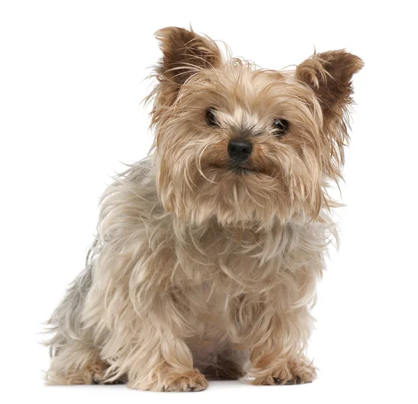 Yorkshire Terrier, 12 years old, sitting in front of white background — Stock Photo, Image