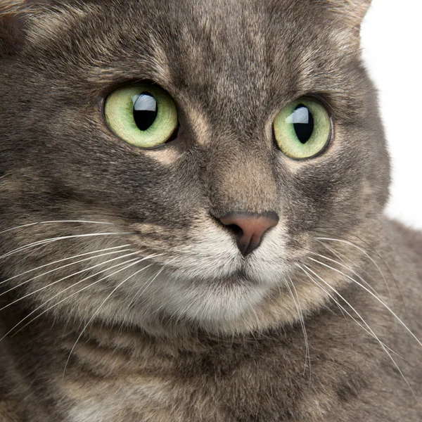 Detail smíšené plemeno kočky, 3 roky starý, před bílým pozadím — Stock fotografie