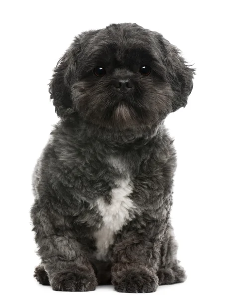Lhasa Apso, 4 years old, sitting in front of white background — стокове фото