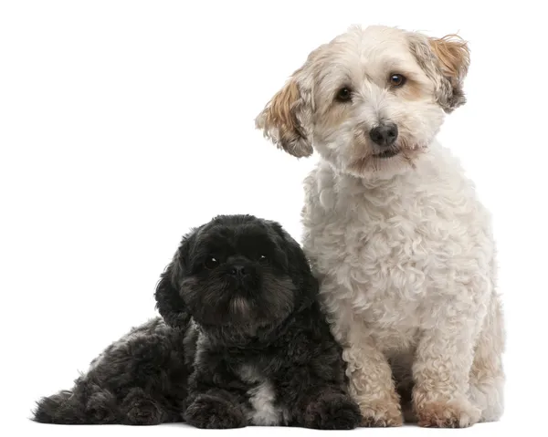 Cross Breed dog, 8 years old, and Lhasa Apso, 4 years old, sitting in front of white background — Stock Fotó
