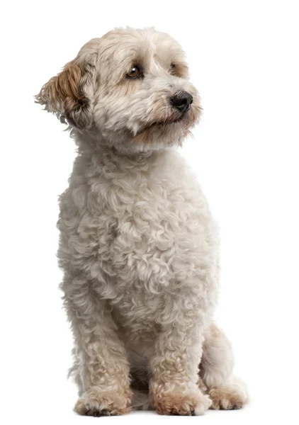 Собака породы кросс, 8 лет, сидящая перед белым фоном — стоковое фото
