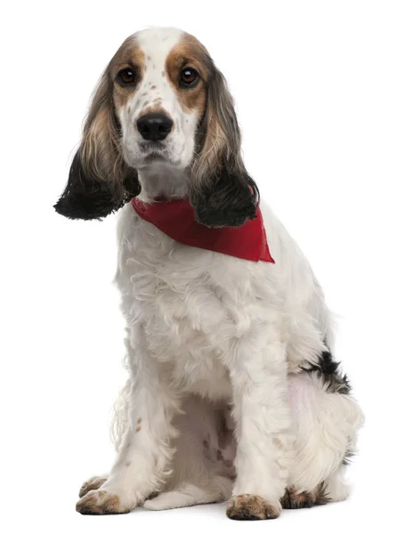 English Cocker Spaniel wearing handkerchief, 2 years old, sitting in front of white background — Stock Photo, Image