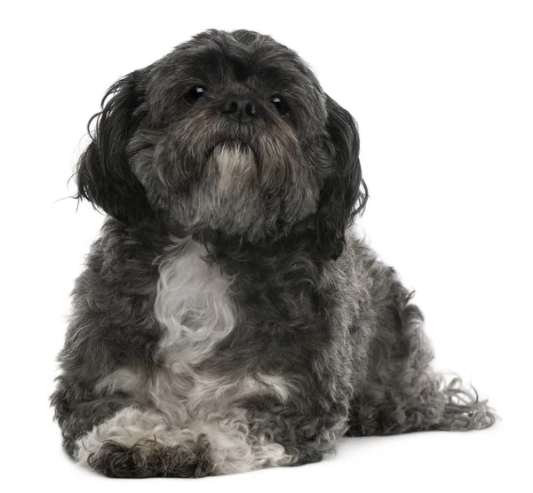 Shih Tzu, 6 years old, lying in front of white background — Stock Photo, Image