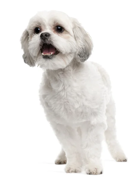 Cross breed dog, 5 anos, de pé em frente ao fundo branco — Fotografia de Stock