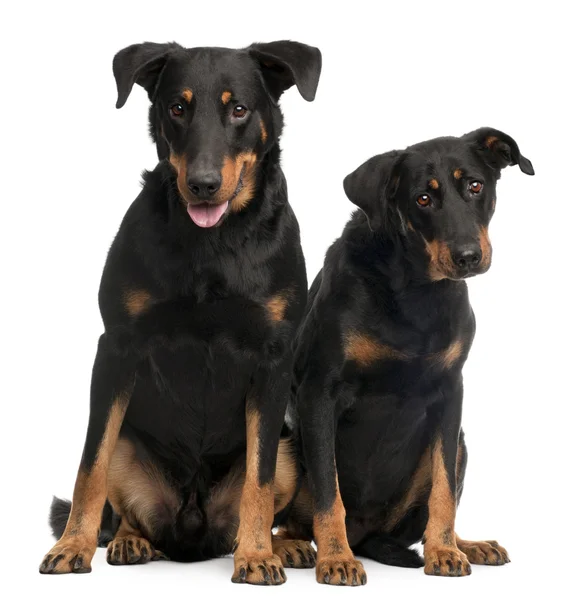 Beauceron köpekler, beyaz arka plan oturan 3 ve 7 yaşında, — Stok fotoğraf