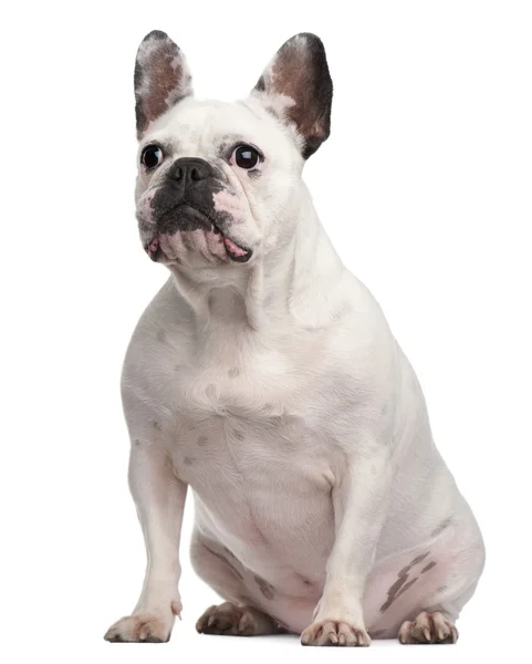 Bulldog francese, 2 anni, seduto davanti a uno sfondo bianco — Foto Stock
