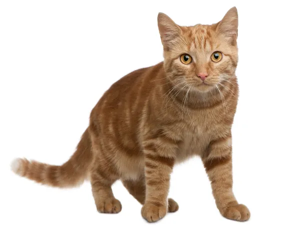 Ginger mixed breed cat, 6 months old, standing in front of white background — Stock Photo, Image