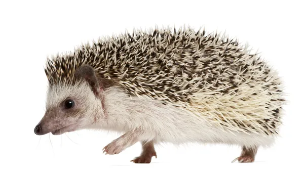 Four-toed Hedgehog, Atelerix albiventris, 2 anos, balled up in front of white background — Fotografia de Stock