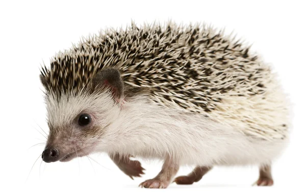 Four-toed Hedgehog, Atelerix albiventris, 2 anos, balled up in front of white background — Fotografia de Stock