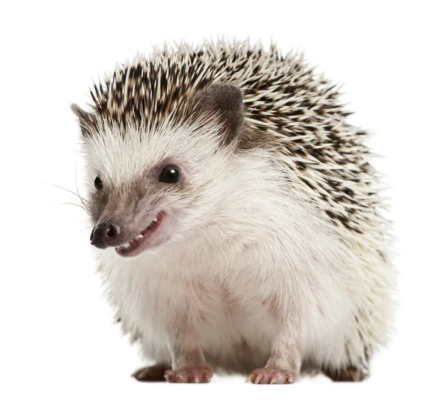 Four-toed Hedgehog, Atelerix albiventris, 2 years old, balled up in front of white background — Stock Photo, Image