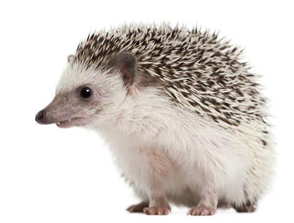 Four-toed Hedgehog, Atelerix albiventris, 2 years old, balled up in front of white background — Stock Photo, Image