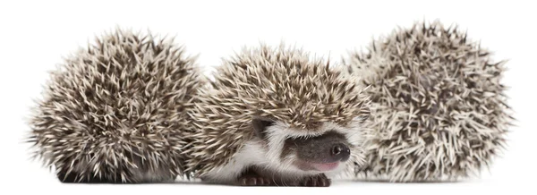 Hedgehogs de quatro dedos, Atelerix albiventris, 3 semanas, em frente ao fundo branco — Fotografia de Stock