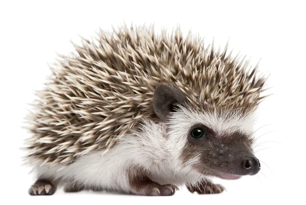 Four-toed Hedgehogs, Atelerix albiventris, 3 weeks old, in front of white background — Stock Photo, Image
