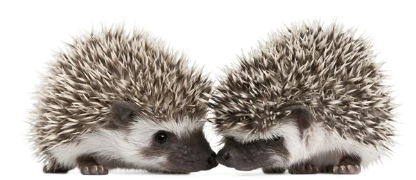 Hedgehogs de quatro dedos, Atelerix albiventris, 3 semanas, em frente ao fundo branco — Fotografia de Stock