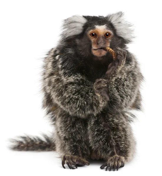 Common Marmoset, Callithrix jacchus, 2 years old, in front of white background — 스톡 사진