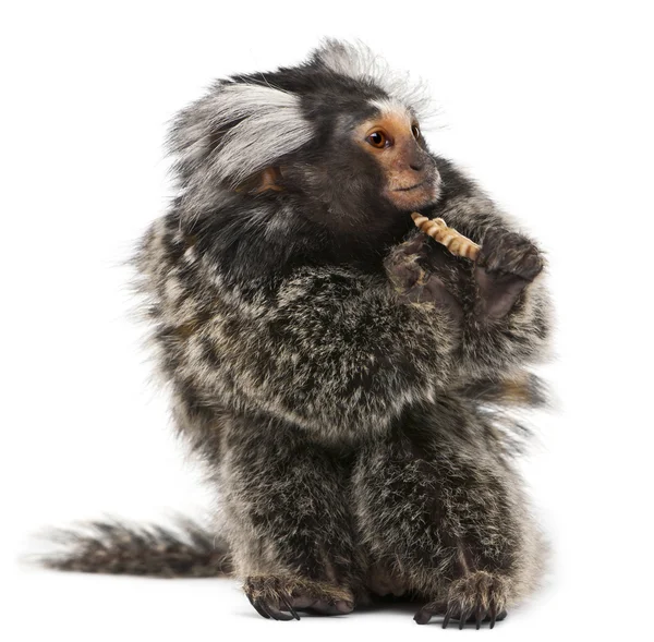 Common Marmoset, Callithrix jacchus, 2 years old, in front of white background — Stock Fotó
