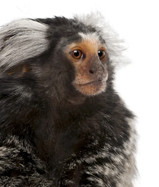 Common Marmoset, Callithrix jacchus, 2 years old, in front of white background — Stock Photo, Image