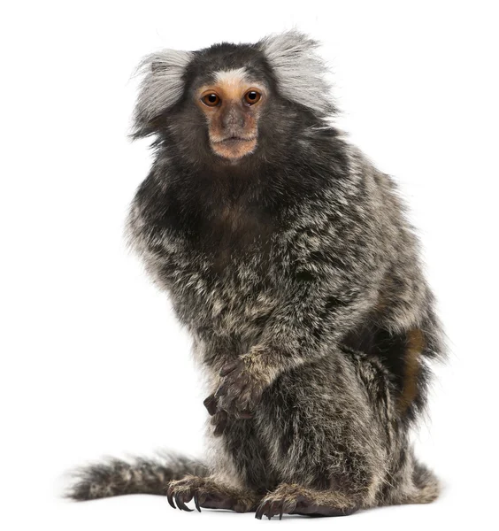 Common Marmoset, Callithrix jacchus, 2 years old, in front of white background — Stock Photo, Image