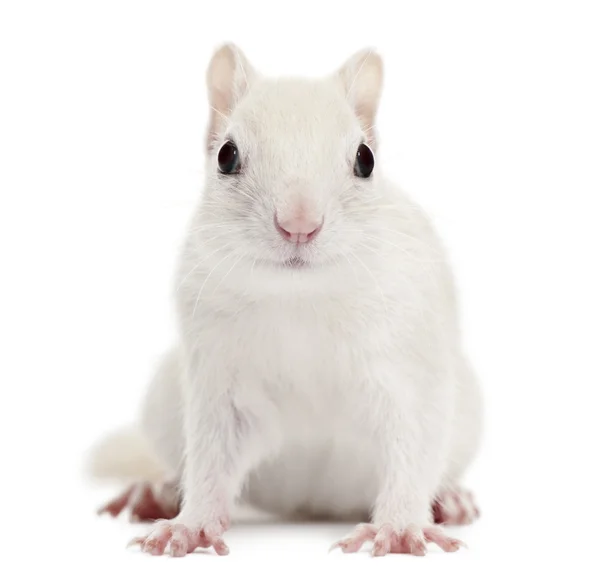 Eastern Chipmunk, Tamias striatus, 2 years old, in front of white background — Stock Photo, Image