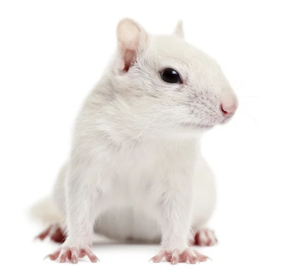 东花栗鼠，tamias 毛细血管，2 岁，在白色背景前 — 图库照片