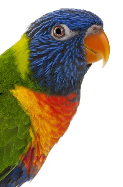 Rainbow Lorikeet, Trichoglossus haematodus, 3 years old, standing in front of white background — Stock Photo, Image